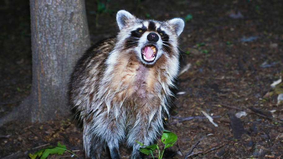 Raccoon Removal in Gilbertville, IA