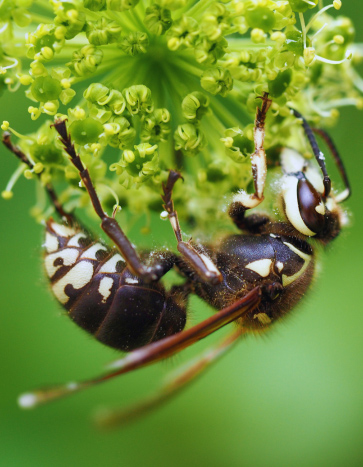 bald faced hornet on a flower near a house in Iowa - Hornet Removal