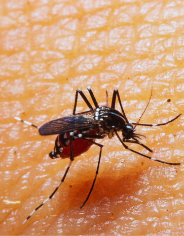 a mosquito feeding on a human - Mosquito Pest Control