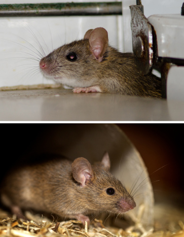 Rodents (Mice, Rats)