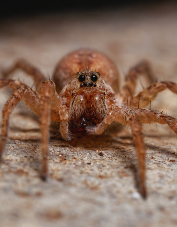 Wolf spider in Waterloo, IA - Spider Pest Control