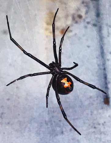 Black widow in Waterloo, IA - Spider Pest Control