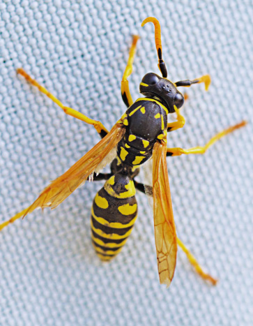 Close up shot of a paper wasp - Wasp Pest Control