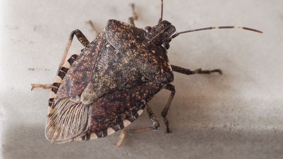 Brown Marmorated Stink Bug Crawling in a Window - How to Get Rid of Stink Bugs