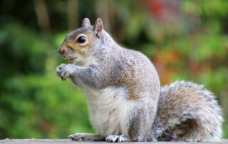 squirrel sitting on a roof - Squirrel Damage in Attics