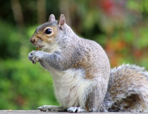 Signs of Squirrel Damage in Attics: Waterloo Homeowner’s Guide to Winter Wildlife