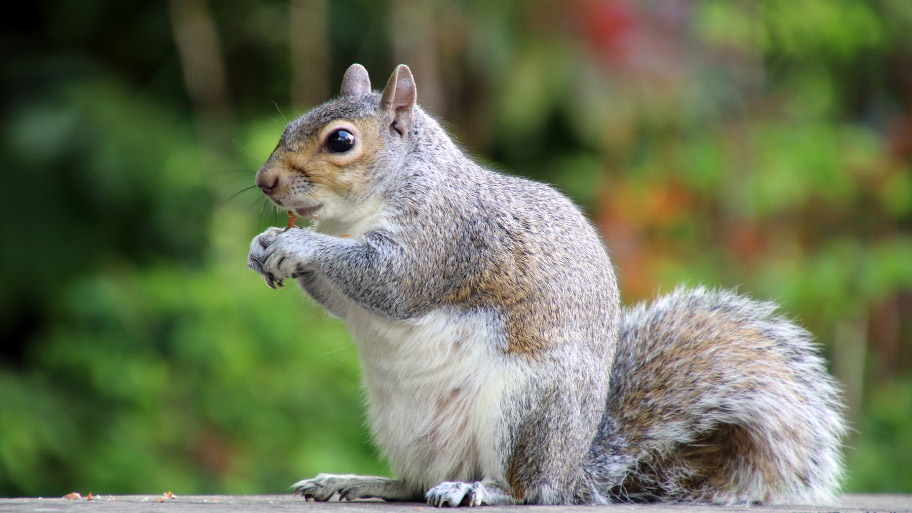 squirrel sitting on a roof - Squirrel Damage in Attics