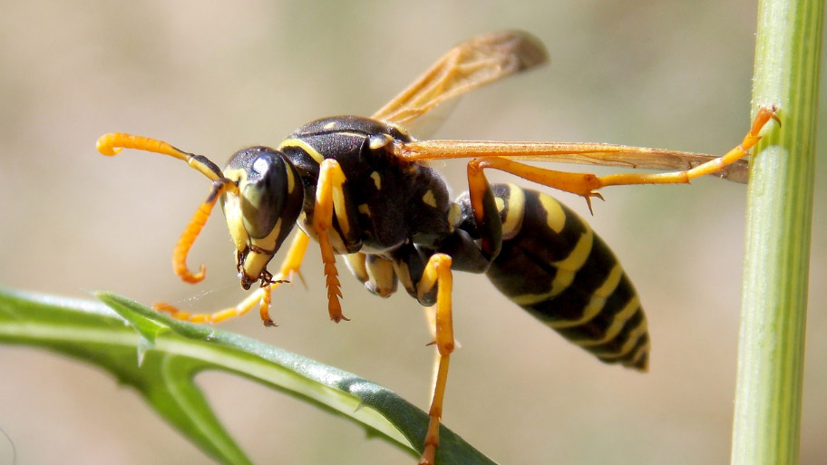 Wasp Removal in Dike, IA